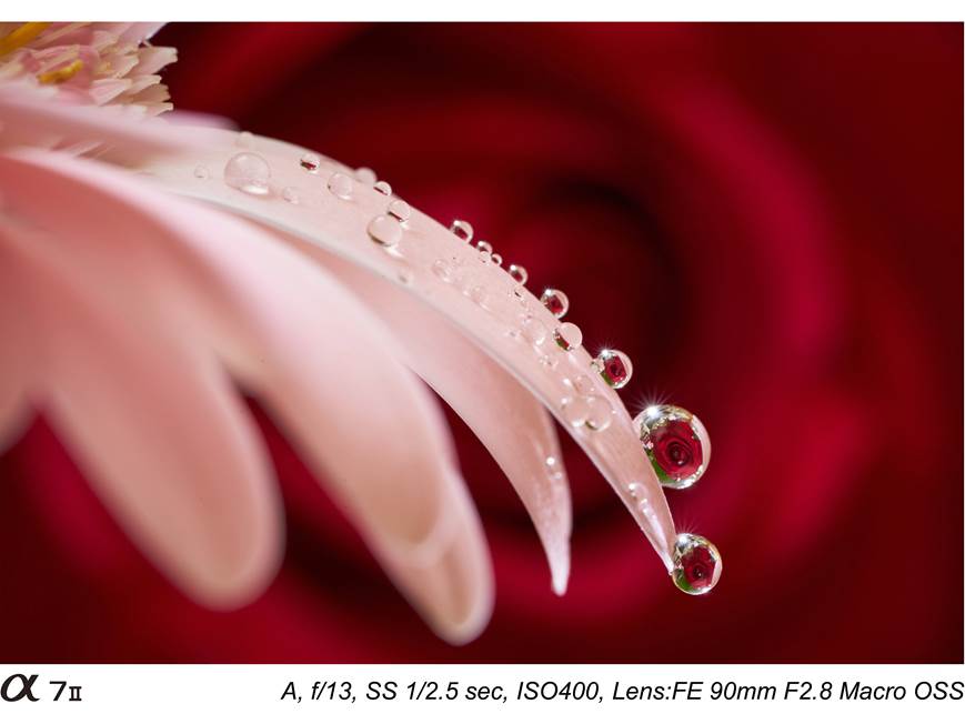 Sony FE 90mm f/2.8 Macro G OSS Medium telephoto macro prime lens