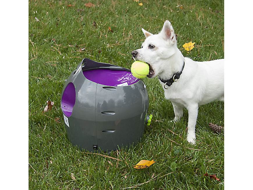 Customer Reviews: PetSafe Automatic Ball Launcher Interactive dog