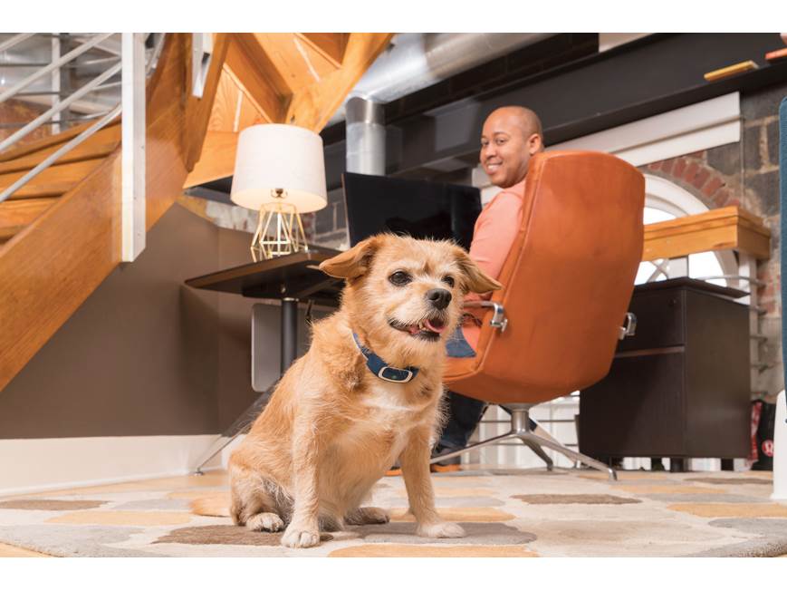 Photo inspiration: Gallery Detail: Petsafe 100 Yard Remote Trainer Remote Controlled Dog Training Collar