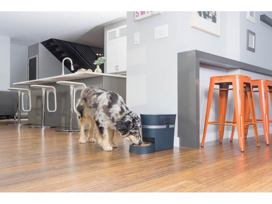 PetSafe Smart Feed Automatic Dog and Cat Feeder, 2nd Generation