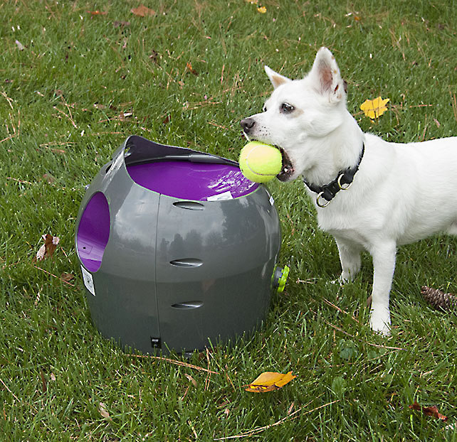 dog and automatic ball thrower