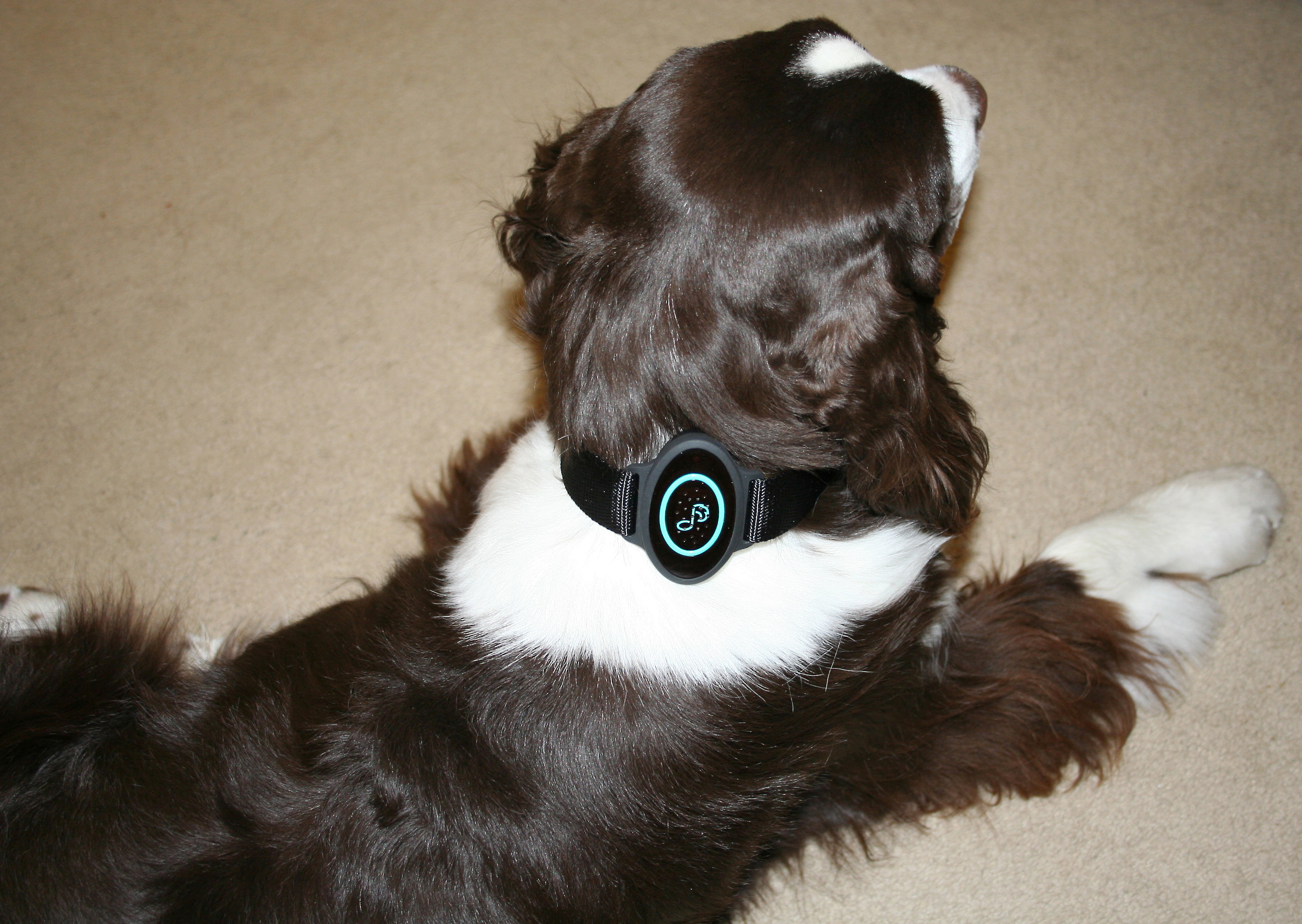 calm dog music player