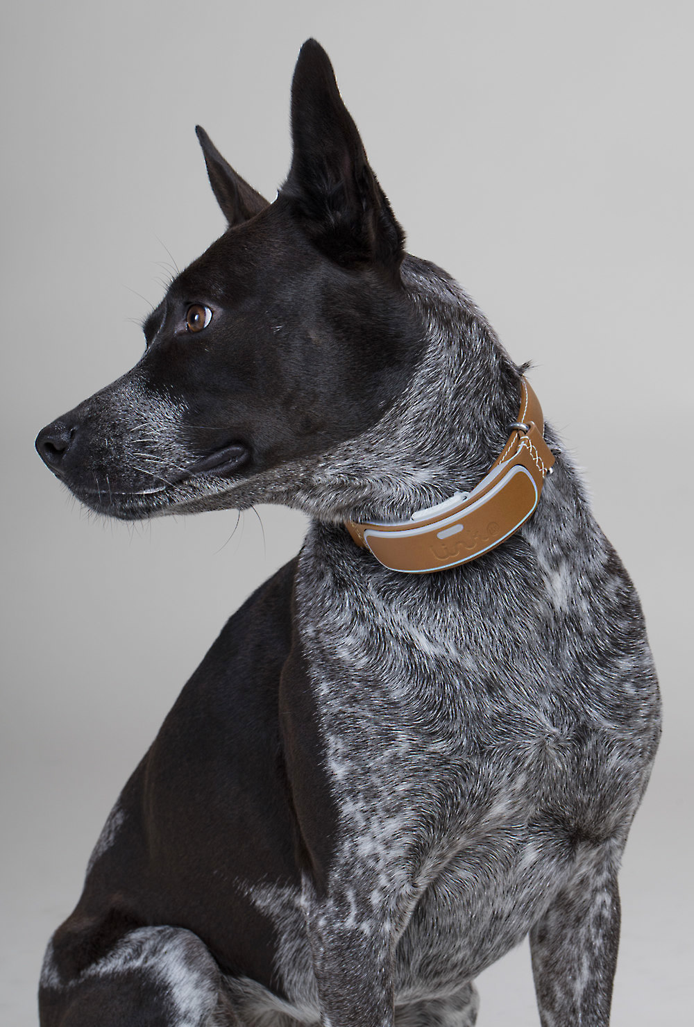 akc smart dog collar