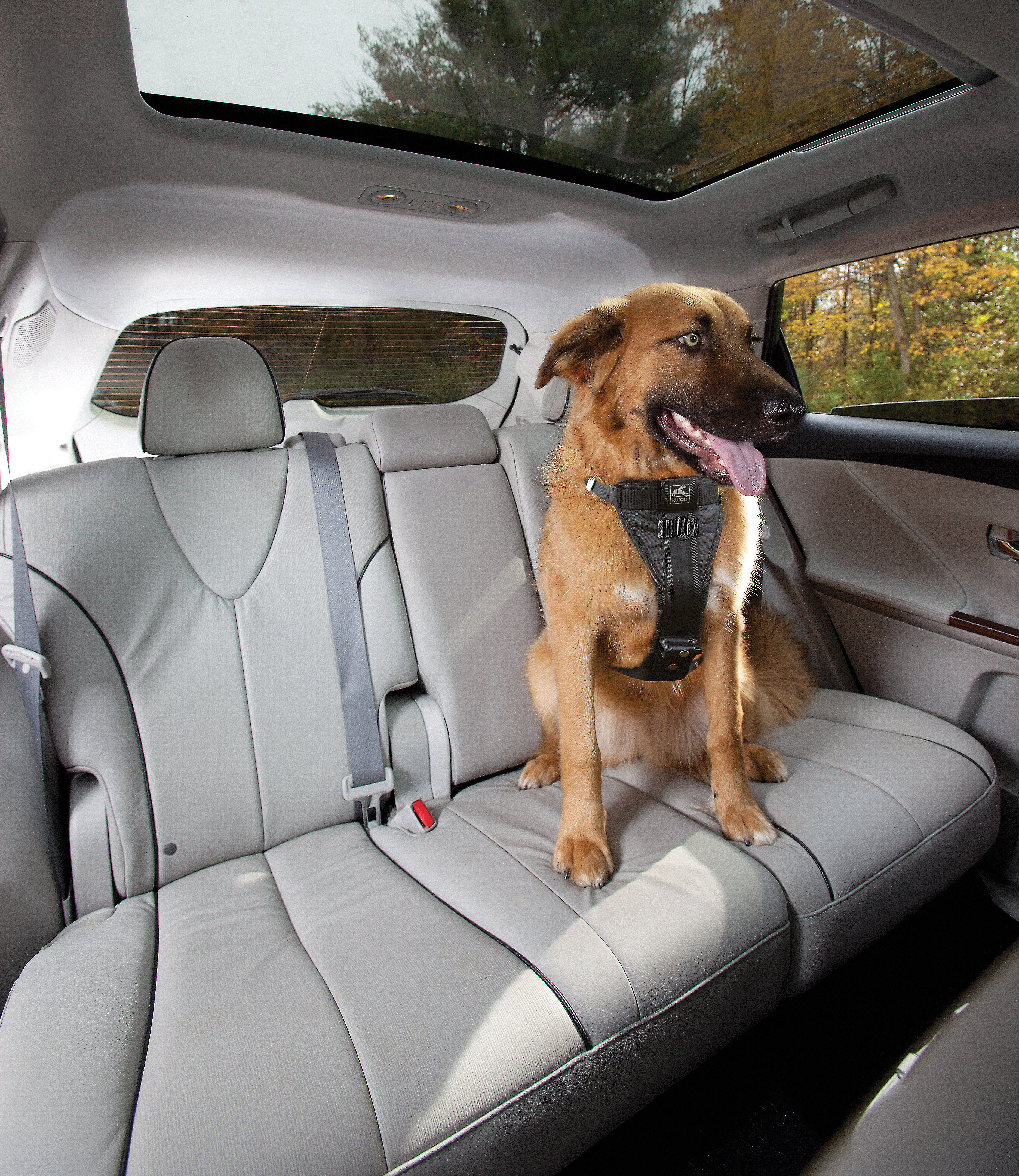 vehicle harness for dogs