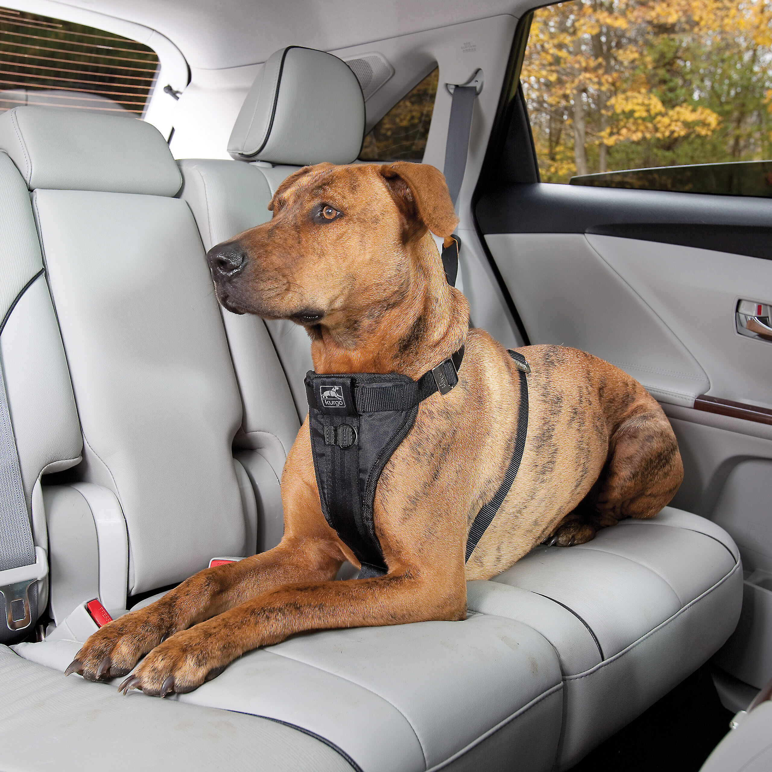 Kurgo Enhanced Strength Vehicle Harness (Extra Large) Safety car